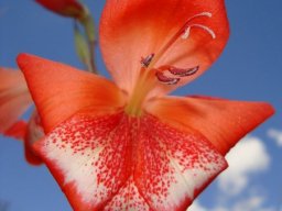 Gladiolus saundersii floral interior
